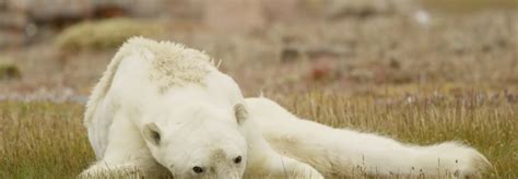 Video of starving polar bear 'rips your heart out of your chest'