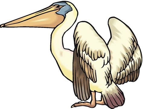 Free Pelican Cliparts, Download Free Pelican Cliparts png images, Free ...