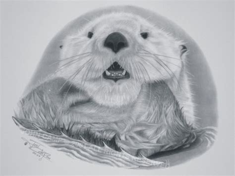 Sea Otter Sketch at PaintingValley.com | Explore collection of Sea Otter Sketch