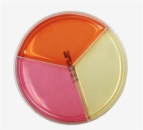 Cetrimide Selective Agar / MacConkey Agar / Vogel Johnson Agar Plate