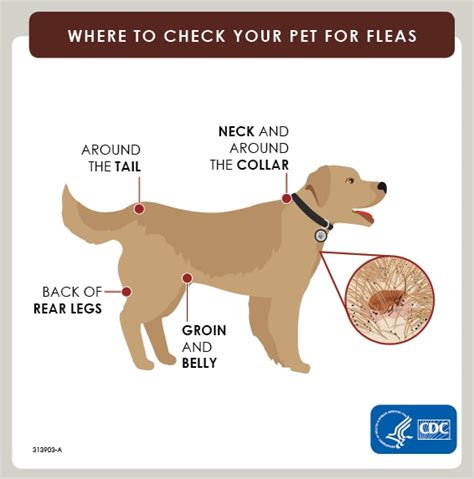 20 best How to Naturally Prevent Fleas in Dogs