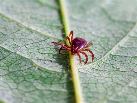 Lone Star Tick: Diseases, Symptoms, and Locations