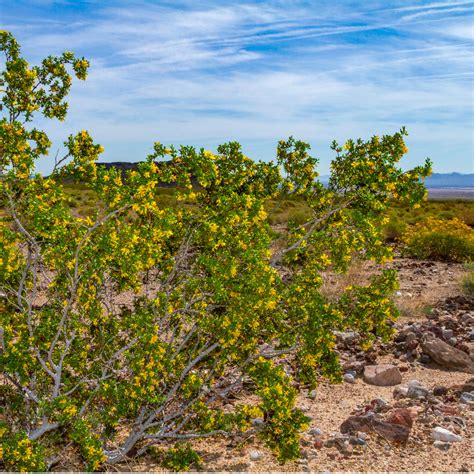 How to Make Chaparral Salve (Creosote)