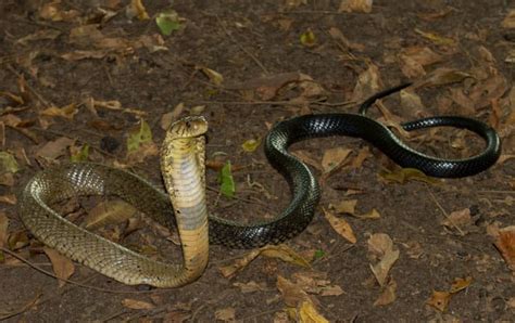 Cobra Snakes Of The Congo - Reptiles Magazine