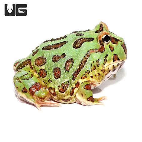 Green Pacman Frogs For Sale - Underground Reptiles