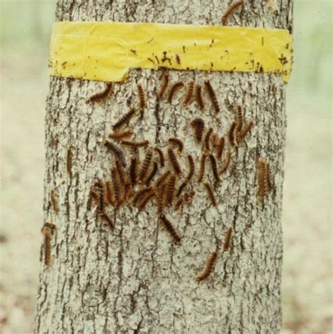 Gypsy moth caterpillars once again attacking trees in Michigan - MSU Extension