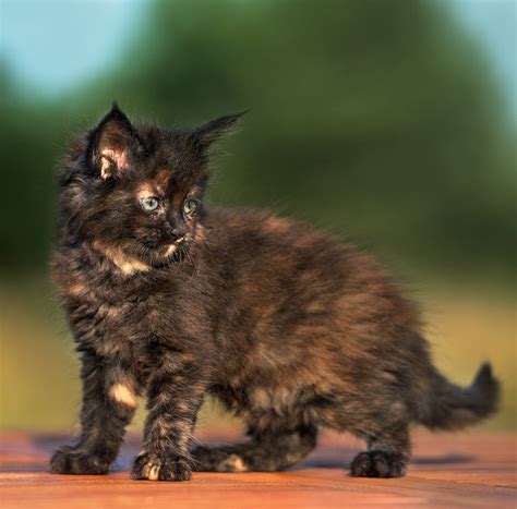 210 Terrific Tortoiseshell Cat Names - Unique, Cute And Fun Ideas