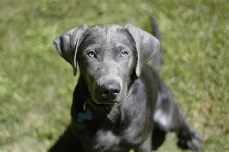 File:Silver Labrador Retriever Cooper.jpg