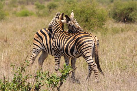 Free Images : nature, adventure, wildlife, love, fauna, savanna, zebra, grassland, vertebrate ...