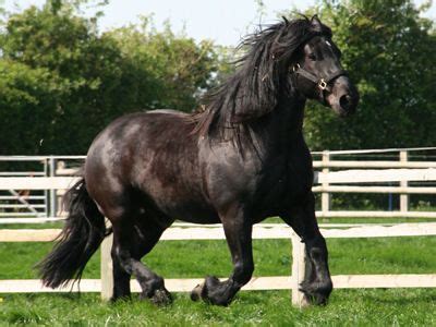 Percheron Draft Horse Info, Origin, History, Pictures