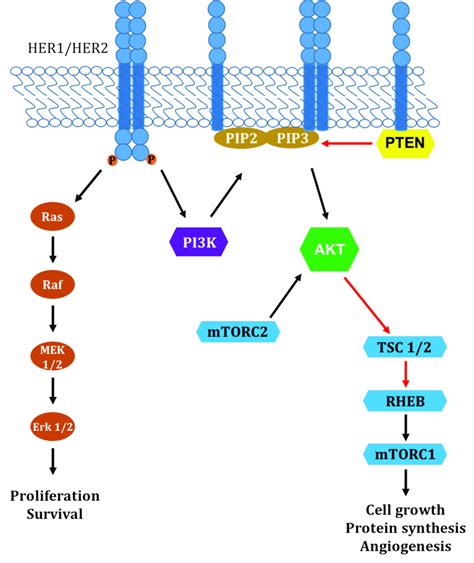 Insulin Tyrosine Kinase Pathway