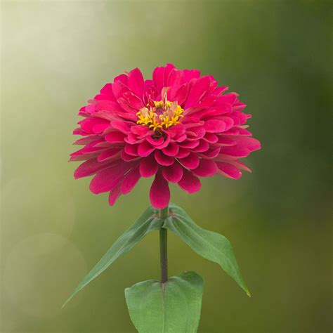 Zinnia Flower Garden Seeds - Profusion Series - Double Cherry - 100 ...