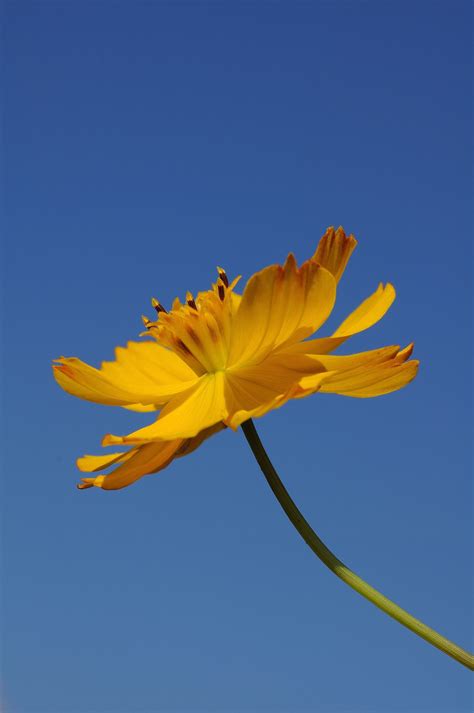 Free Images : blossom, flower, petal, flora, blue sky, background, single, macro photography ...