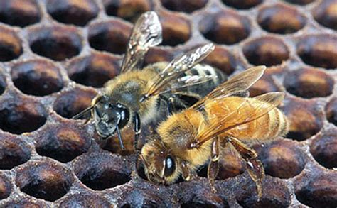 5 Methods of Bee Removal without Killing Them