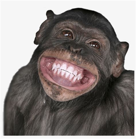 Pics Of Monkeys Smiling - Happy Birthday Gemini Monkey - 806x689 PNG Download - PNGkit