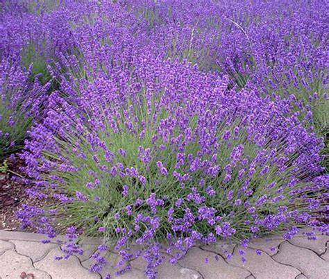 Lavender In English - Lavender Plant