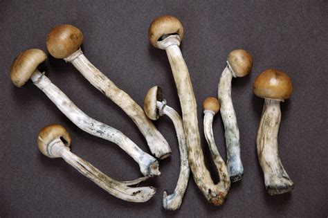 The fascinating, strange medical potential of psychedelic drugs ...