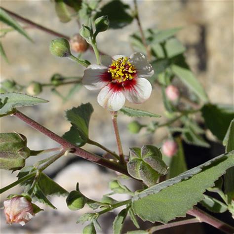 Abutilon incanum - Pelotazo, Hoary Abutilon - Southeastern Arizona Wildflowers and Plants