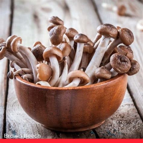 15 Types of Edible Mushrooms (w/ Pictures & Recipes) - Chef's Pencil