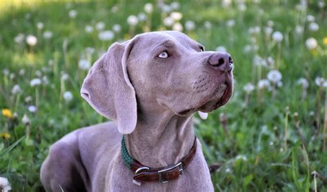 Weimaraner Lab Mix: The rare Labmaraner