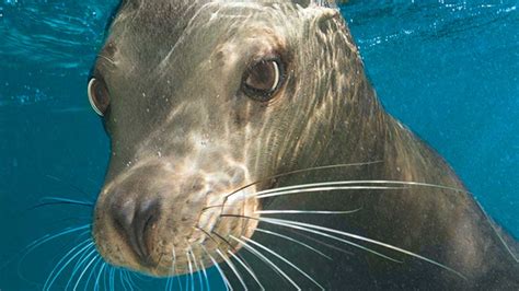 SeaWorld launches ‘Meet the Animals’ ad campaign: Travel Weekly