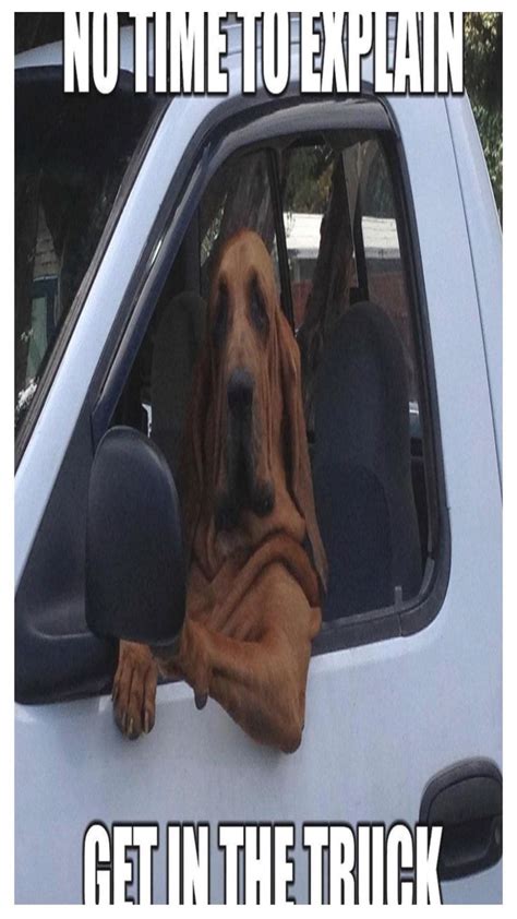 Dog Driving Car Meme, Dog Driving Car, Funny Dog Meme | Dog memes ...