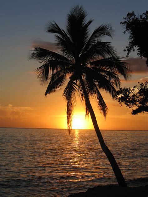 File:Sunset with coconut palm tree, Fiji.jpg - Wikipedia