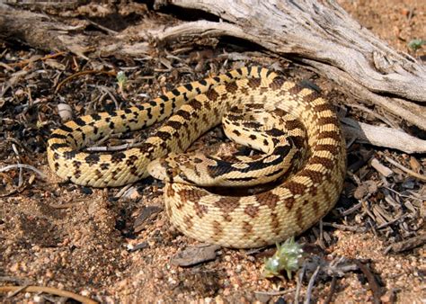 Great Basin Gopher Snake - NDOW