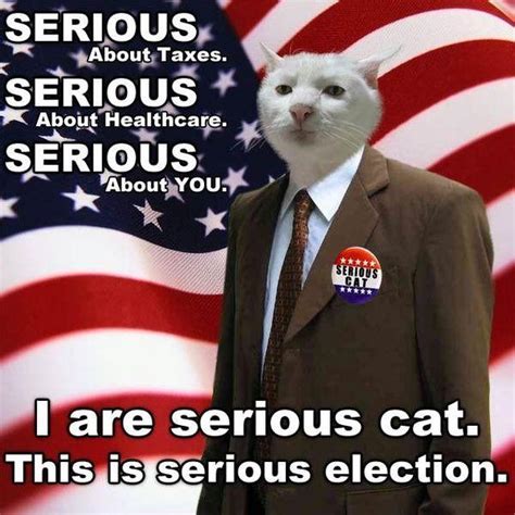 [Image - 5743] | Serious Cat | Know Your Meme