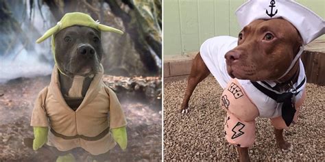 Pit Bull Halloween Costumes | POPSUGAR Pets