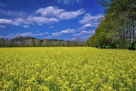 Goldenrod Field 3141 Photograph by JT Strachan