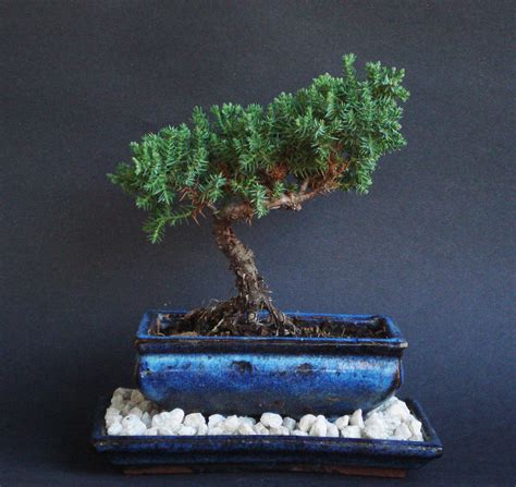 Amazing Juniper Bonsai Tree For Sale Don t miss out | leafyzen