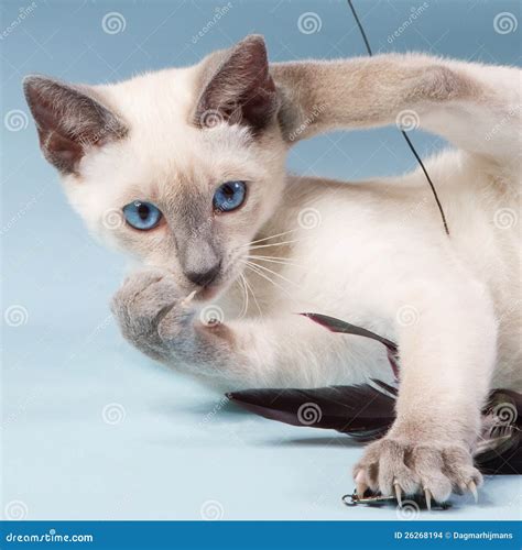 Young Siamese Cat Playing with Feathers Stock Photo - Image of weeks, point: 26268194