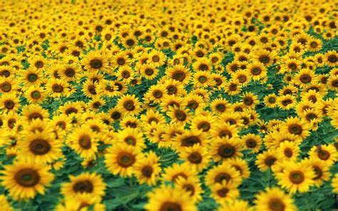 Free Sunflower Field Pictures wallpaper | 1920x1200 | #23099