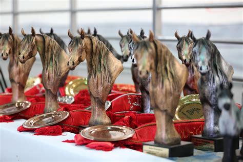 Sharjah Straight Egyptian Arabian Horse Show 2015 :: Dubai Arabian Horse Stud