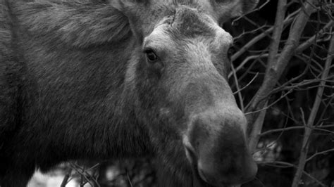 Moose Attack | Alaska: The Last Frontier | Discovery