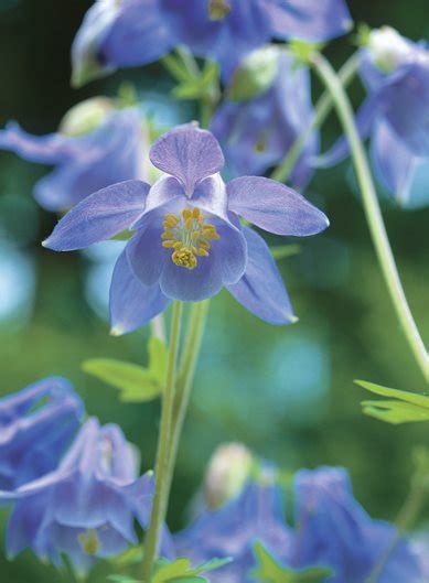 Columbine Flower | Garden Design