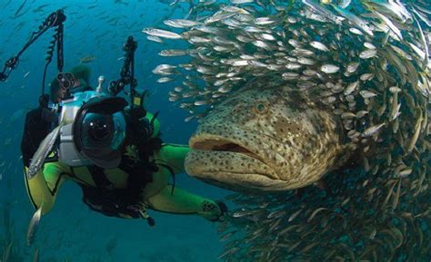 goliath grouper eats shark