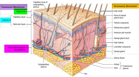 Epidermis - 5 Layers of Epidermis, Outermost Layer & Function