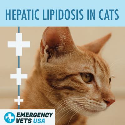 Hepatic Lipidosis In Cats | Symptoms And Treatment Options