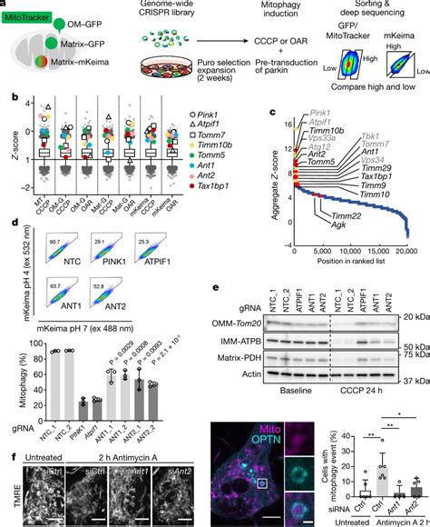 Multidimensional mitophagy screen reveals that ANT is required for ...