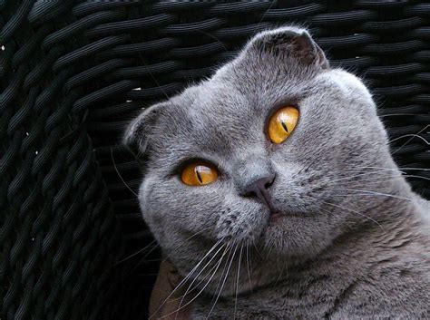 Scottish Fold Cats: 9 Surprising Facts About the Breed