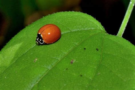 Ladybug With No Spots Meaning: 9 Spiritual Warnings