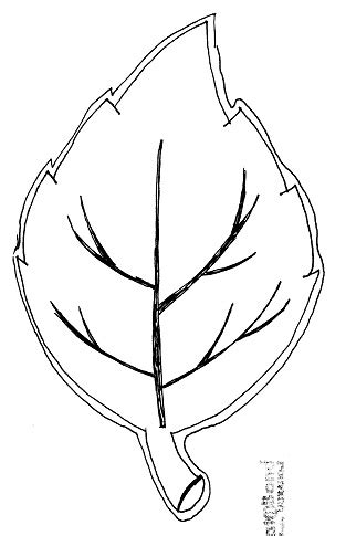 Aspen Leaf Drawing at GetDrawings | Free download