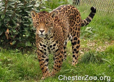 Jaguar | The beautiful Jaguar Visit Chester Zoo | Chester Zoo | Flickr