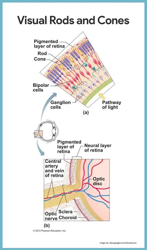 Special Senses Anatomy and Physiology - Nurseslabs