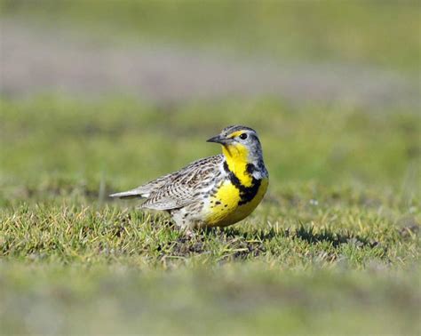 Western Meadowlark- Sturnella neglecta - NatureWorks