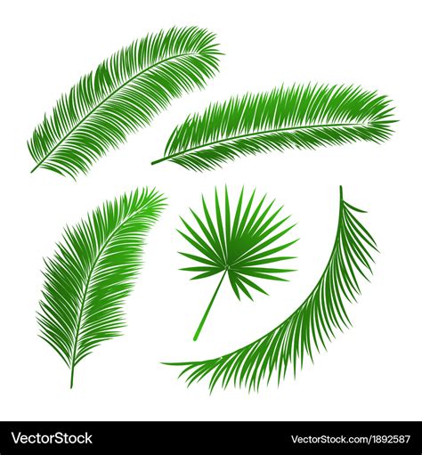 Collection of palm tree leaves Royalty Free Vector Image