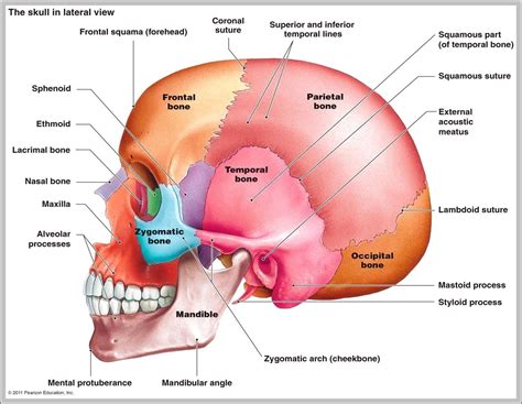 Human skull lateral view - Graph Diagram