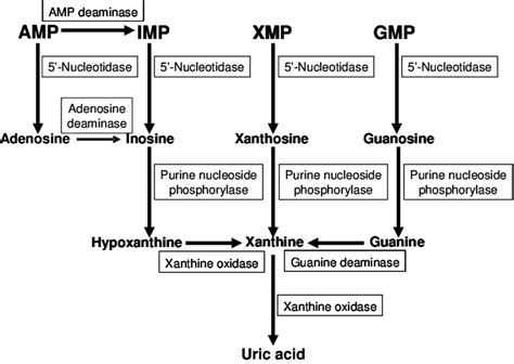 Metabolic pathways of uric acid formation from nucleotide... | Download Scientific Diagram